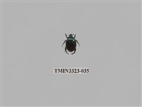 藏品(台灣琉璃豆金龜)的圖片